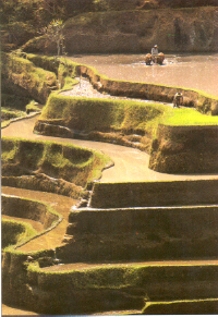 rice terrace