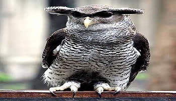 Bali Bird Park | Bali Activities Tour | Bali Golden Tour