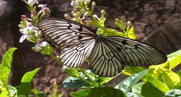 Bali Butterfly Park | Bali Activities Tour | Bali Golden Tour
